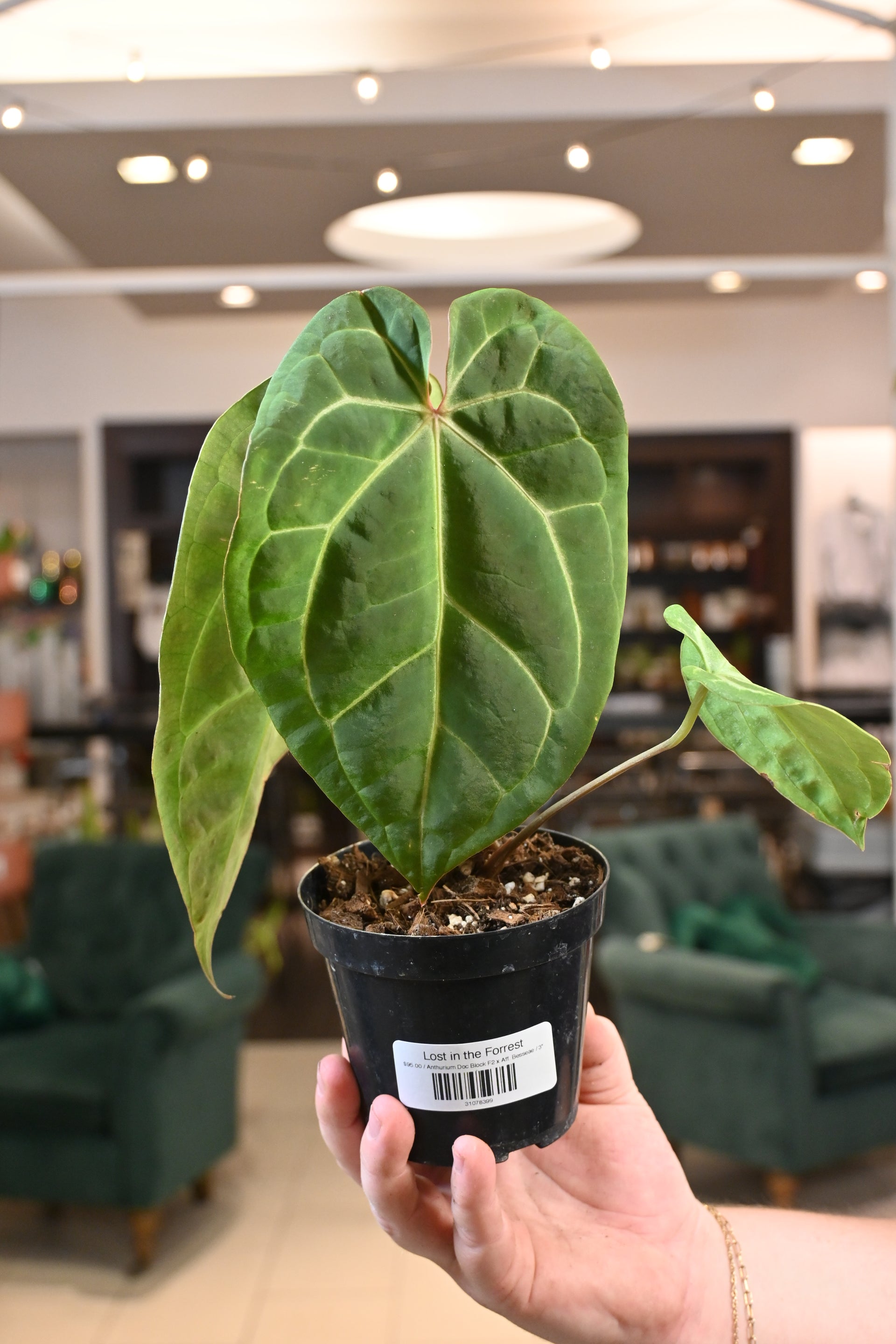 besseae anthurium Anthurium Doc Block F2 x Aff. Besseae – Lost in the Forrest
