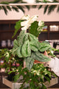 Scindapsus Exotica