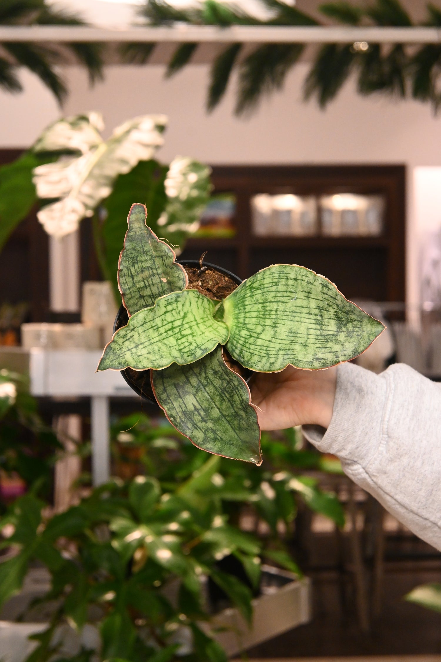 sansevieria cleopatra for sale Sansevieria Cleopatra