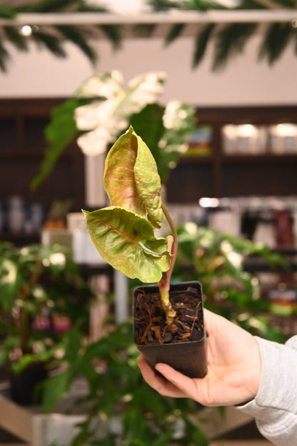 Syngonium Strawberry Ice