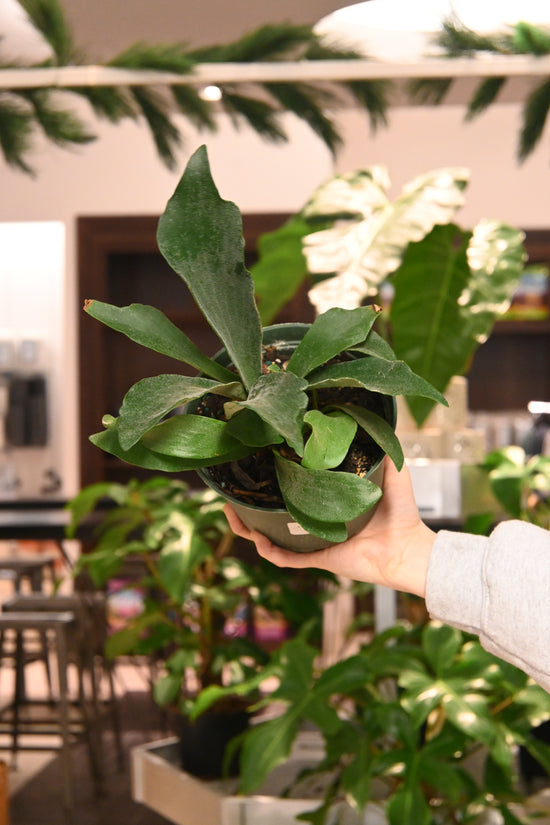 Staghorn Fern