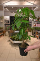 Money Tree