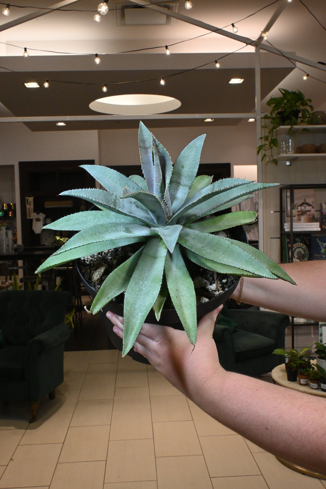 Mangave Purple People Eater *No Shipping*