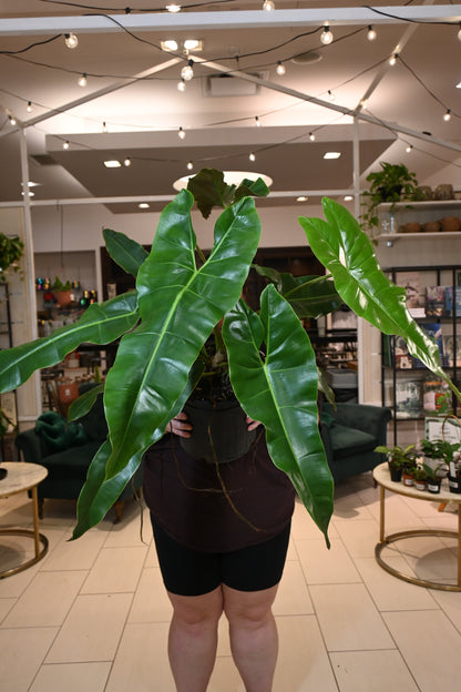 philodendron atabapoense silver Philodendron Atabapoense – Lost in the Forrest