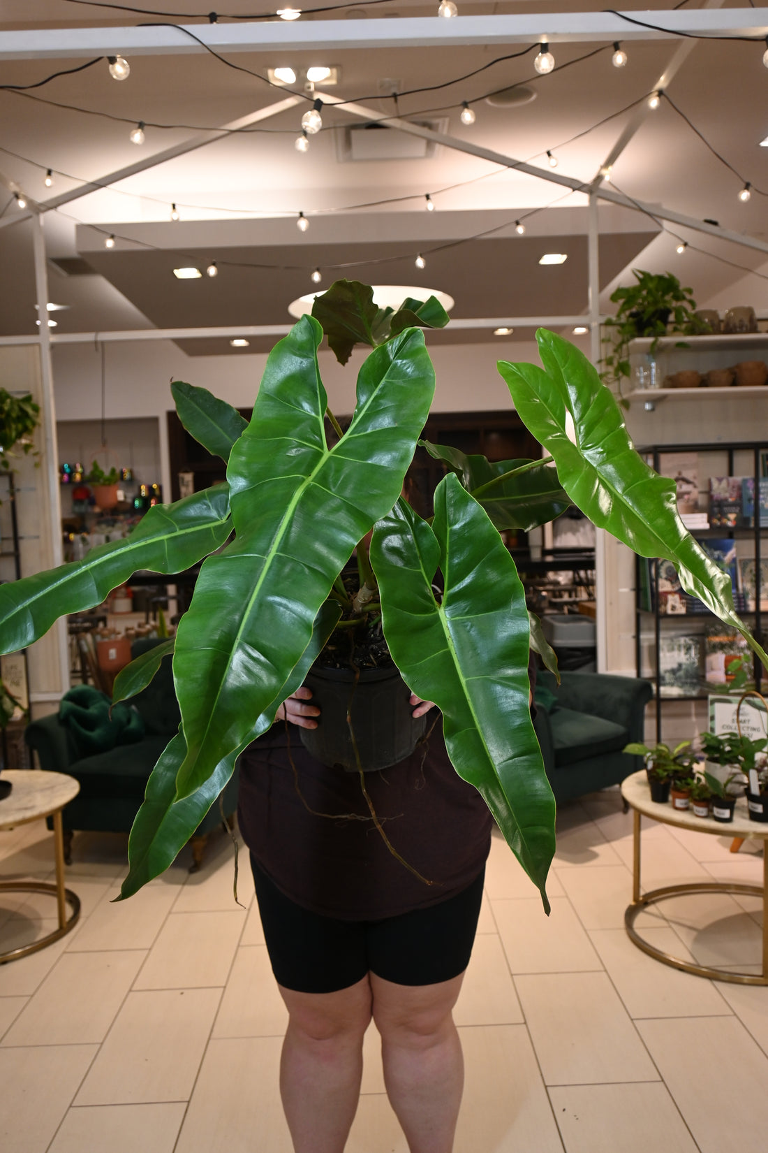 Philodendron Atabapoense