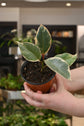 Ficus Tineke