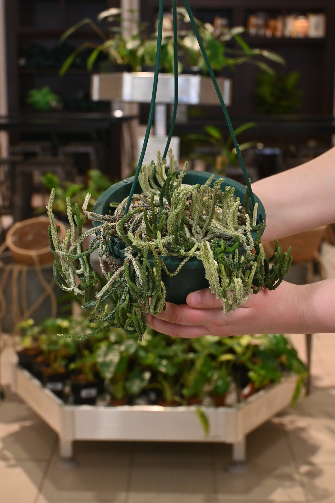 Crassula - Assorted