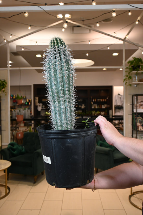 Pachycereus Pringlei *No Shipping*