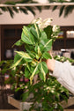 Philodendron Silver Stripe