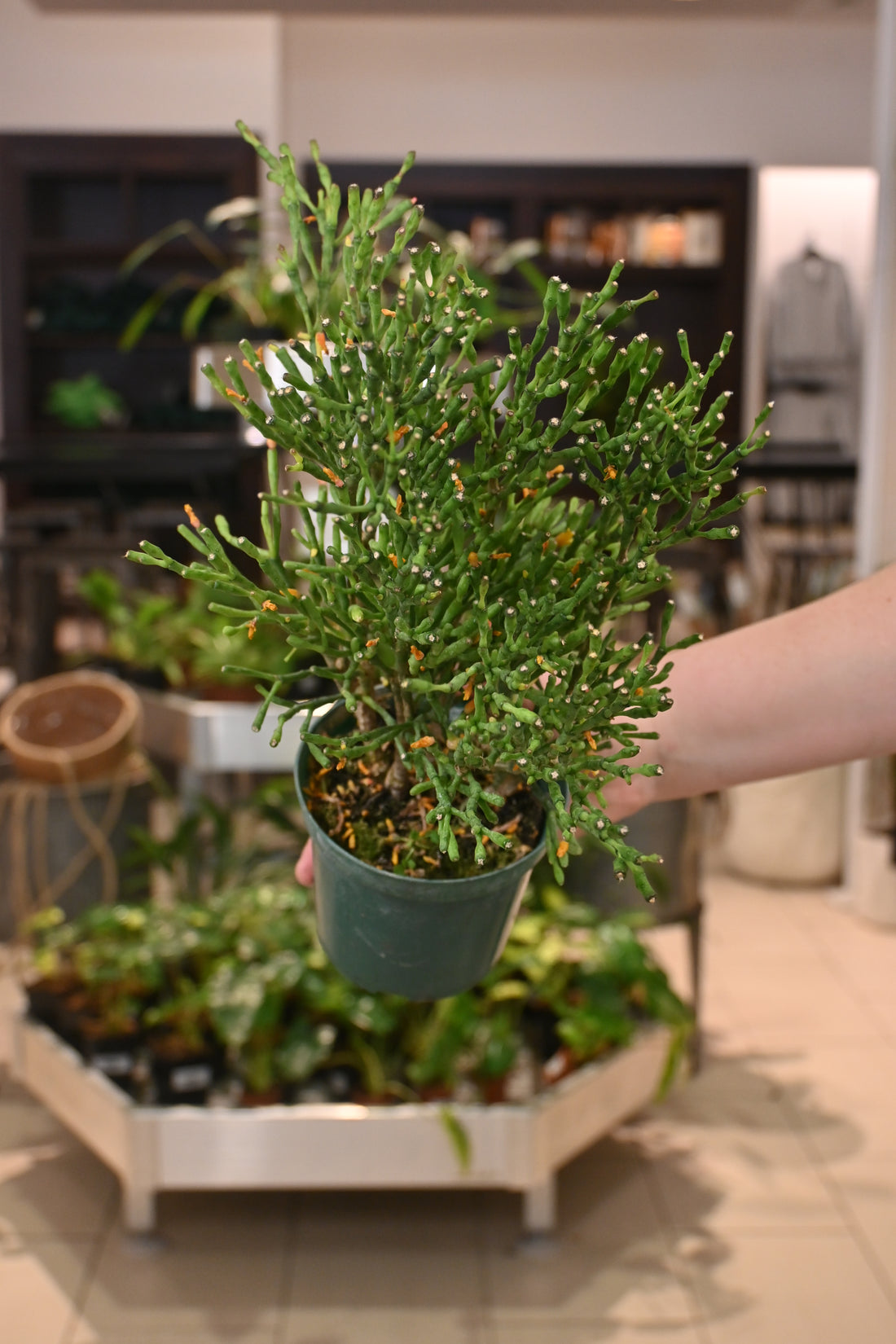 Rhipsalis Salicornioides