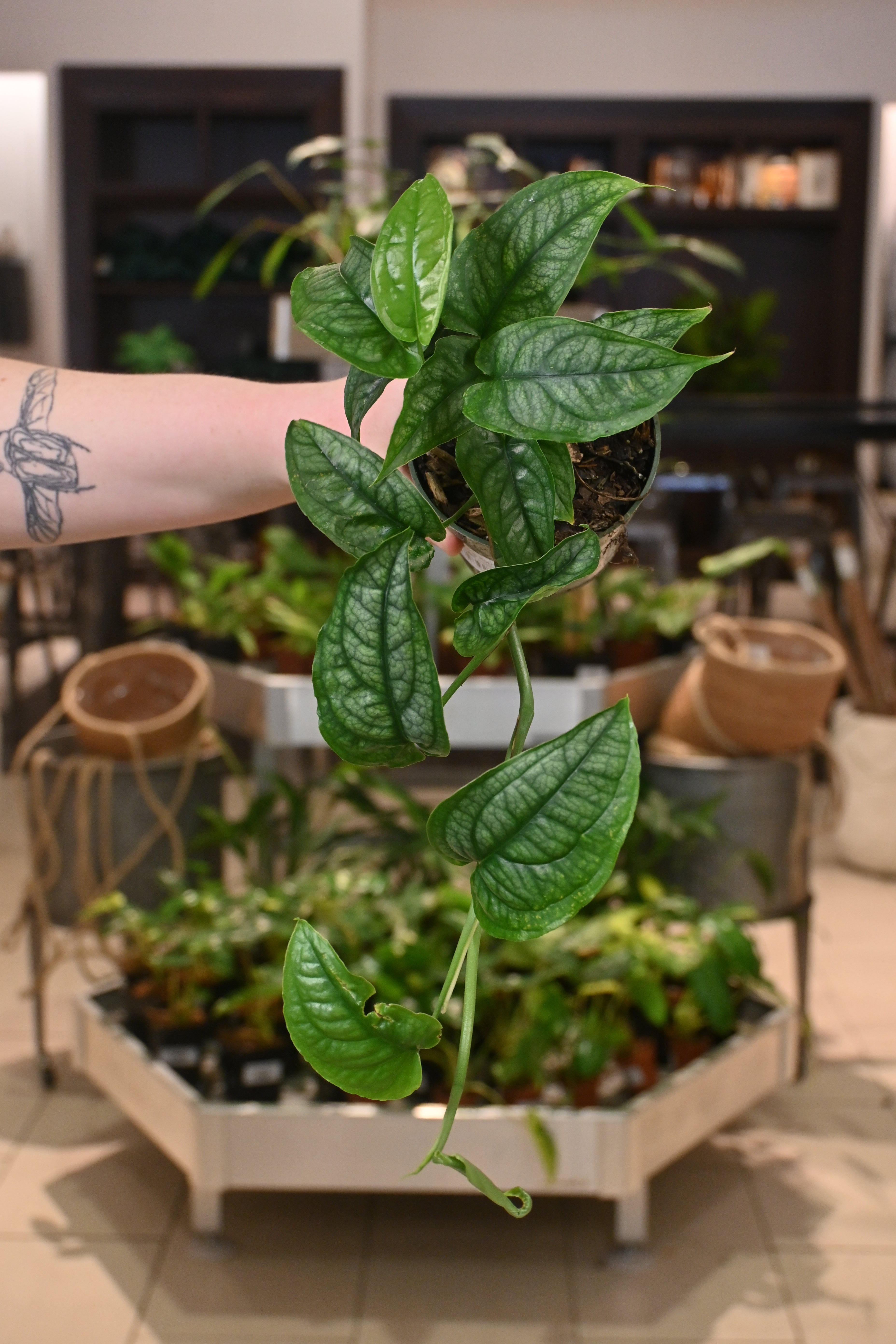 Monstera Siltepecana