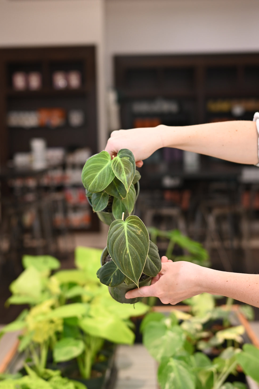 Philodendron Melanochrysum Variegated