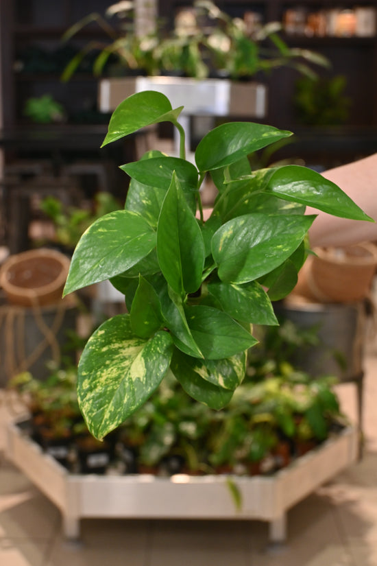 Golden Pothos