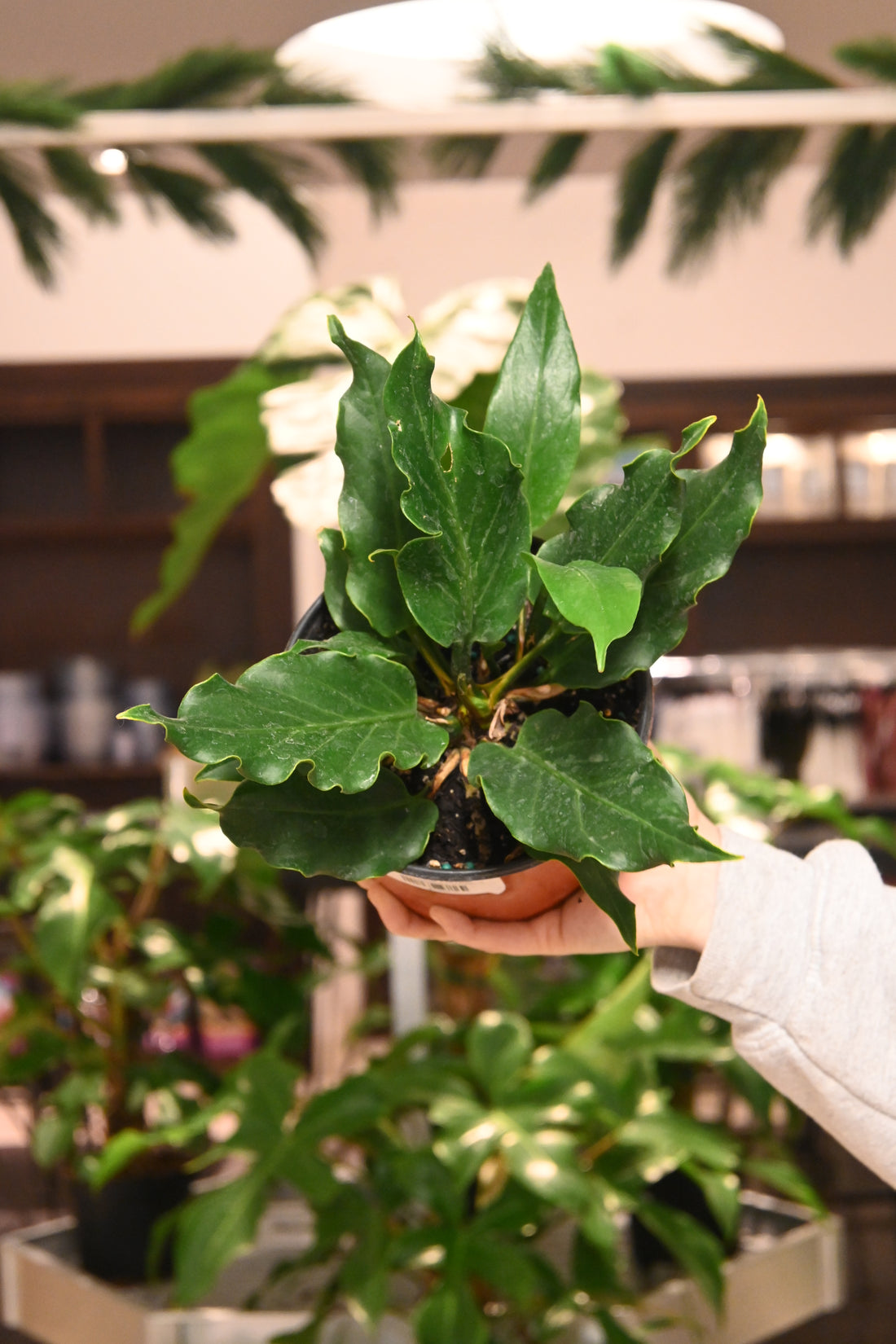 Anthurium Plowmanii var Fruffles