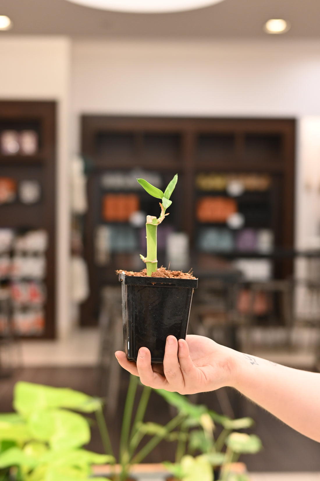 Lucky Bamboo