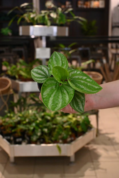 Peperomia Ecuador