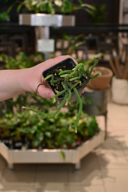 Crassula - Assorted