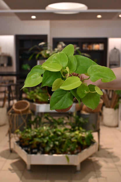 lemon lime philodendron reverting Philodendron Lemon Lime – Lost in the Forrest
