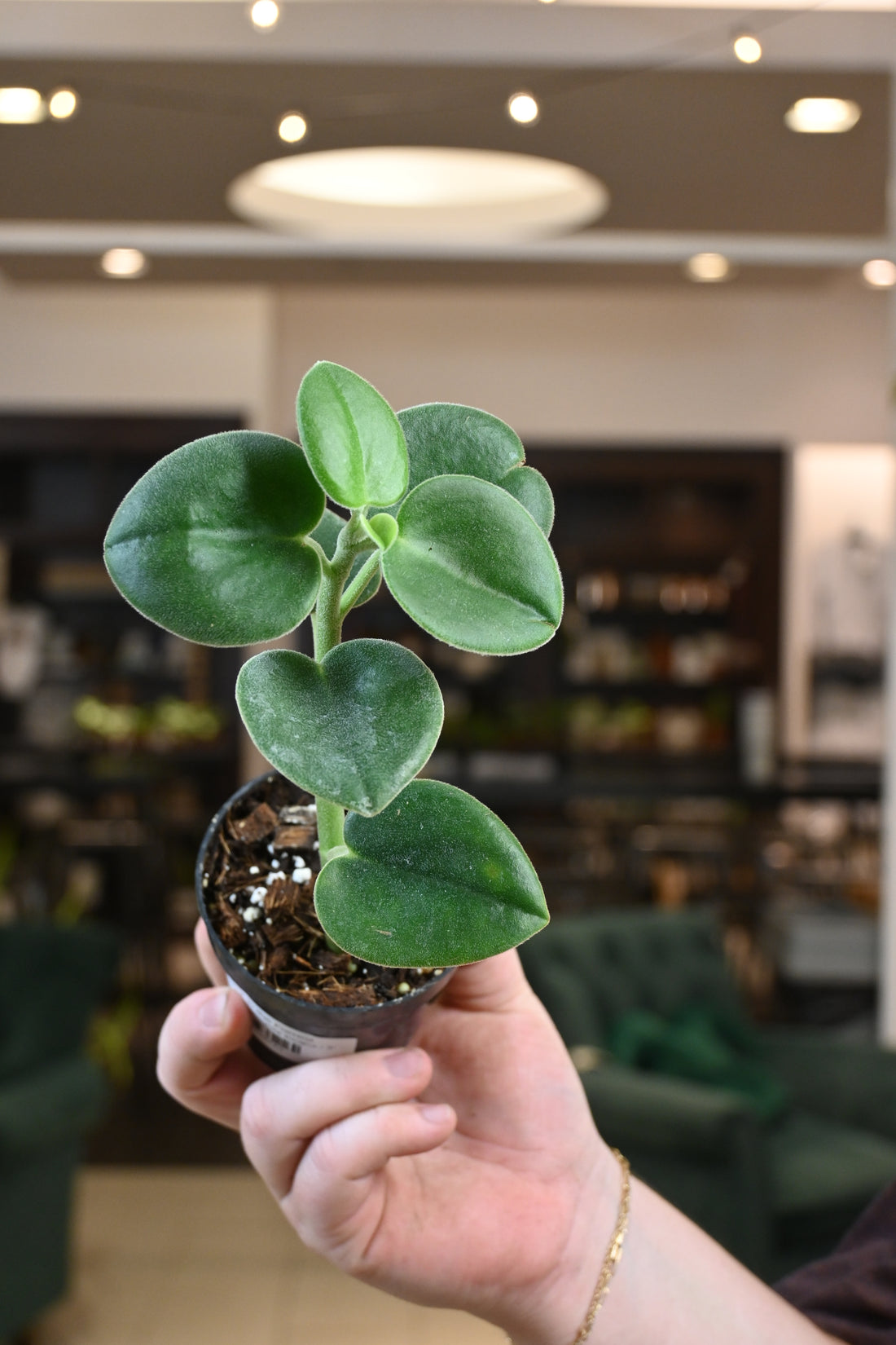 Peperomia Incana