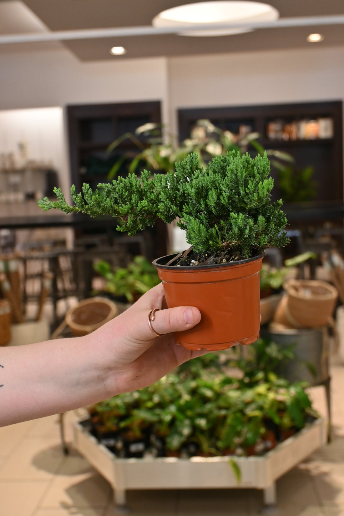 Procumbens Nana Bonsai