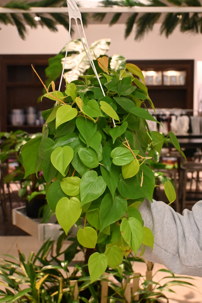 lemon line philodendron Philodendron cordatum 'Lemon' (Low Light Tolerant) 6” pot