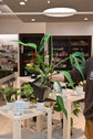 Monstera Burle Marx Flame