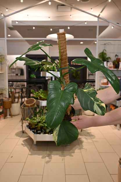 Reverted Philodendron Bipennifolium Variegated