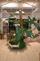 Reverted Philodendron Bipennifolium Variegated