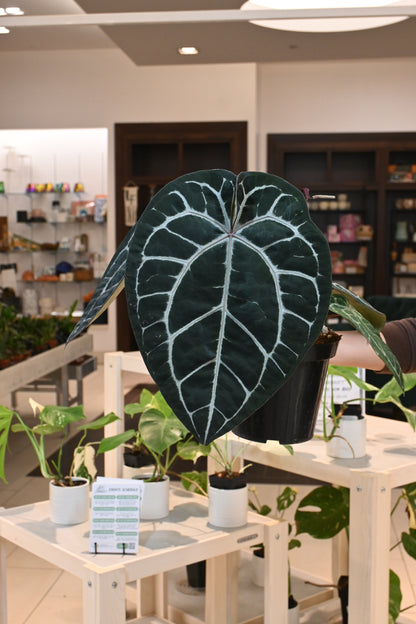 Anthurium Doc Block Hybrids