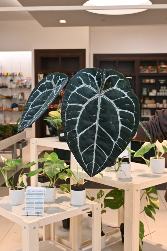 Anthurium Doc Block Hybrids