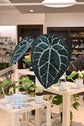 Anthurium Doc Block Hybrids