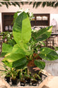 Philodendron Green Congo Hybrid
