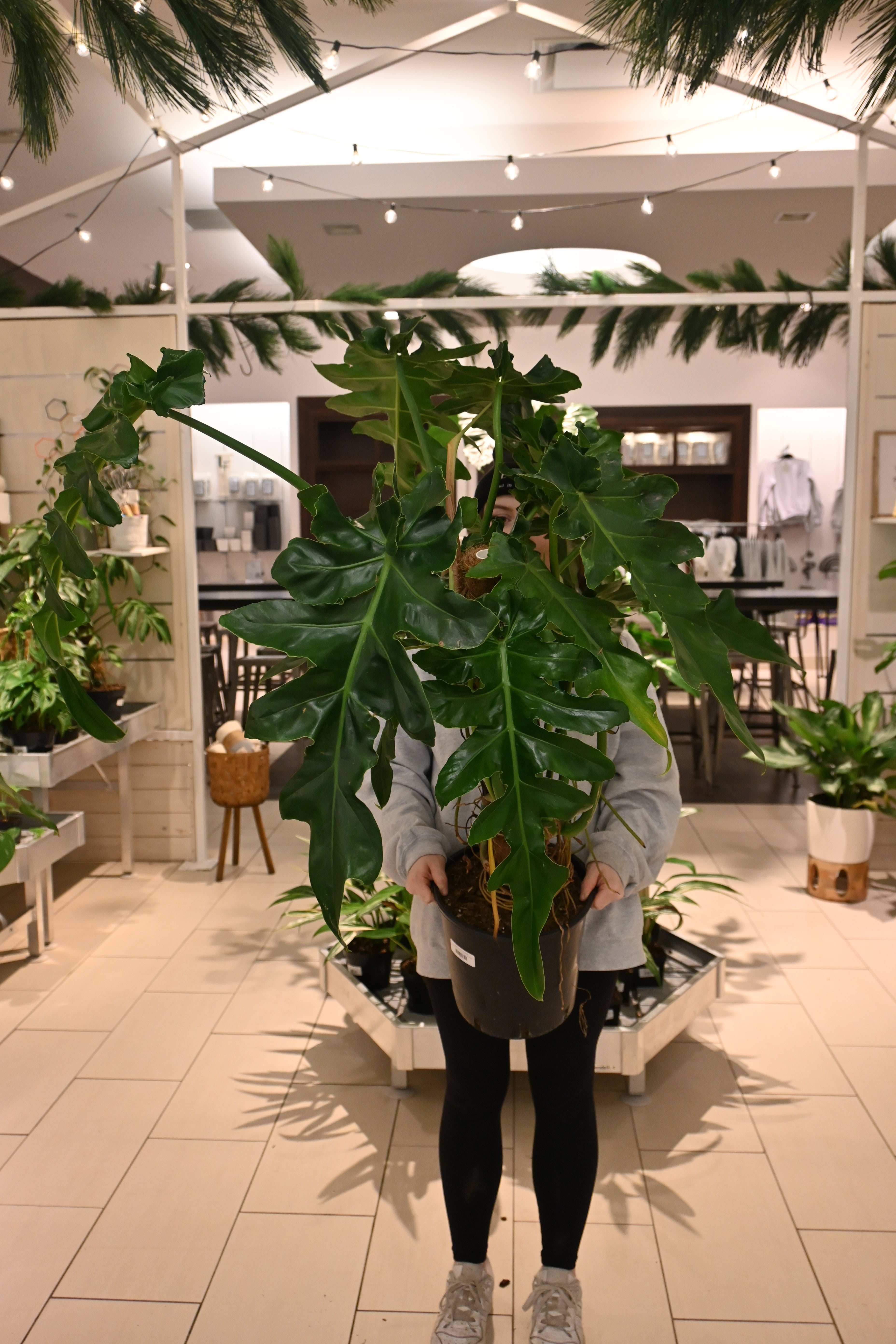 Philodendron Bob Cee