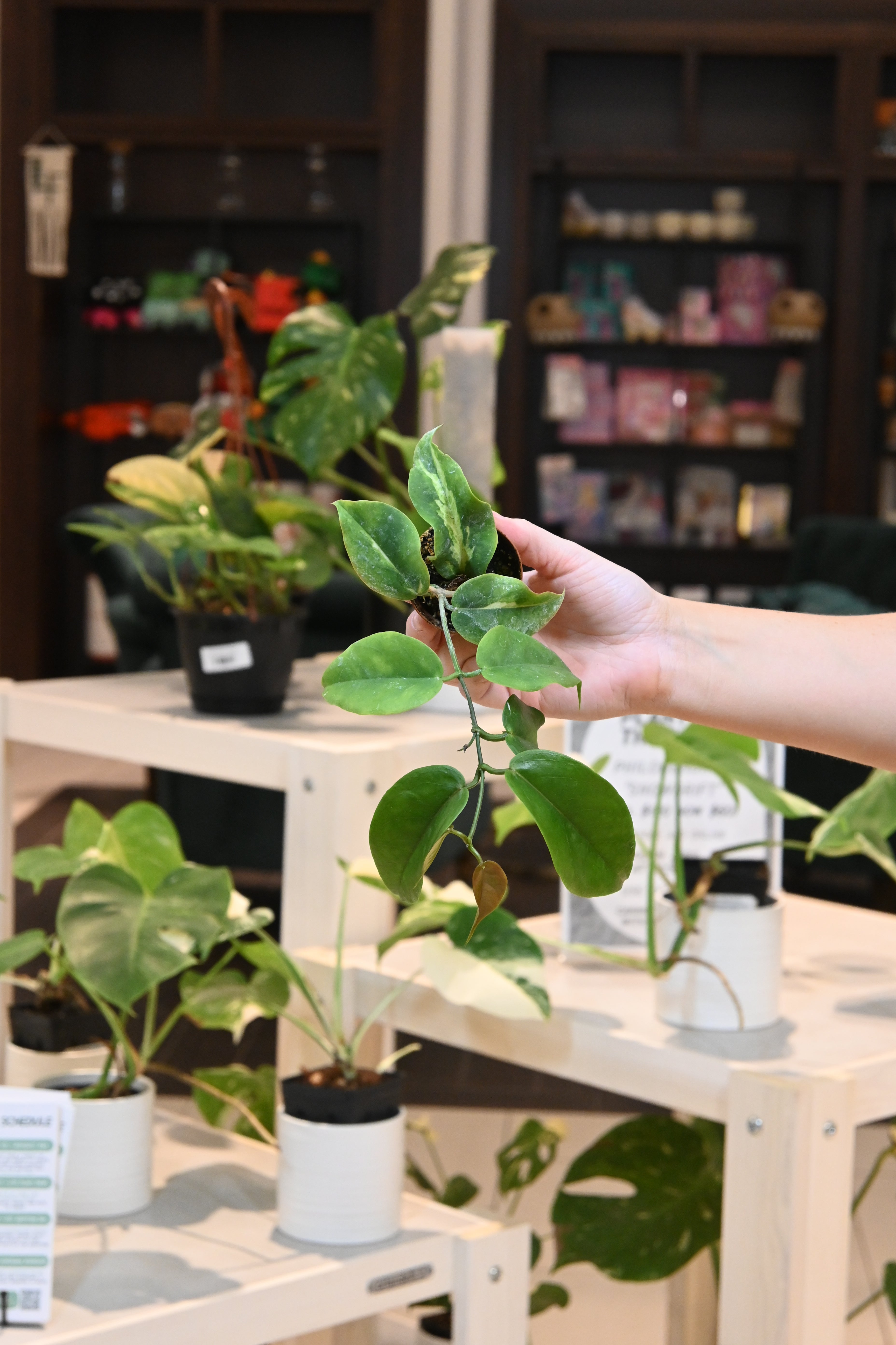 Hoya Kennenjiana Variegated Reverted