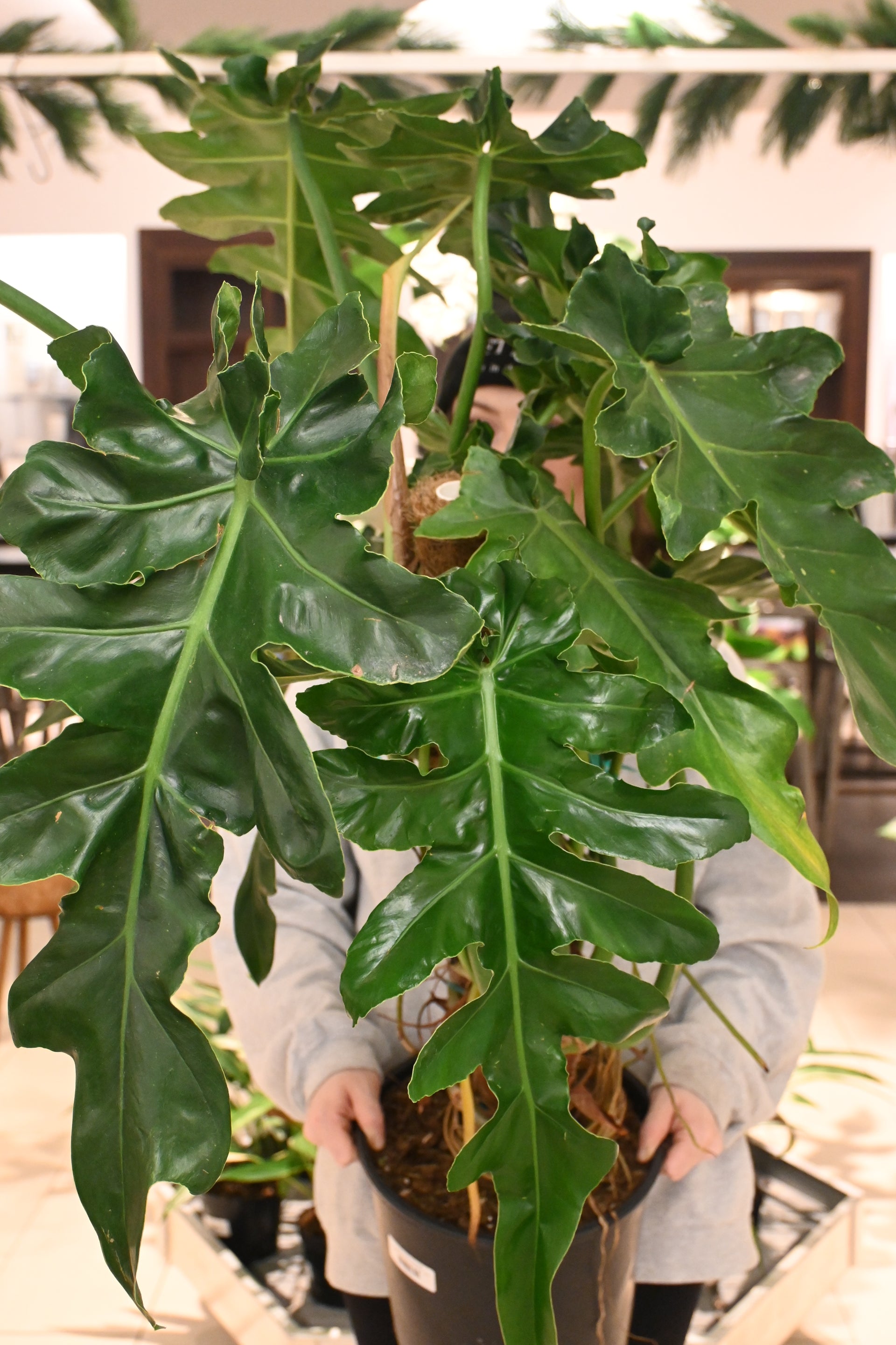 philodendron bob cee description Philodendron Bob Cee – Lost in the Forrest