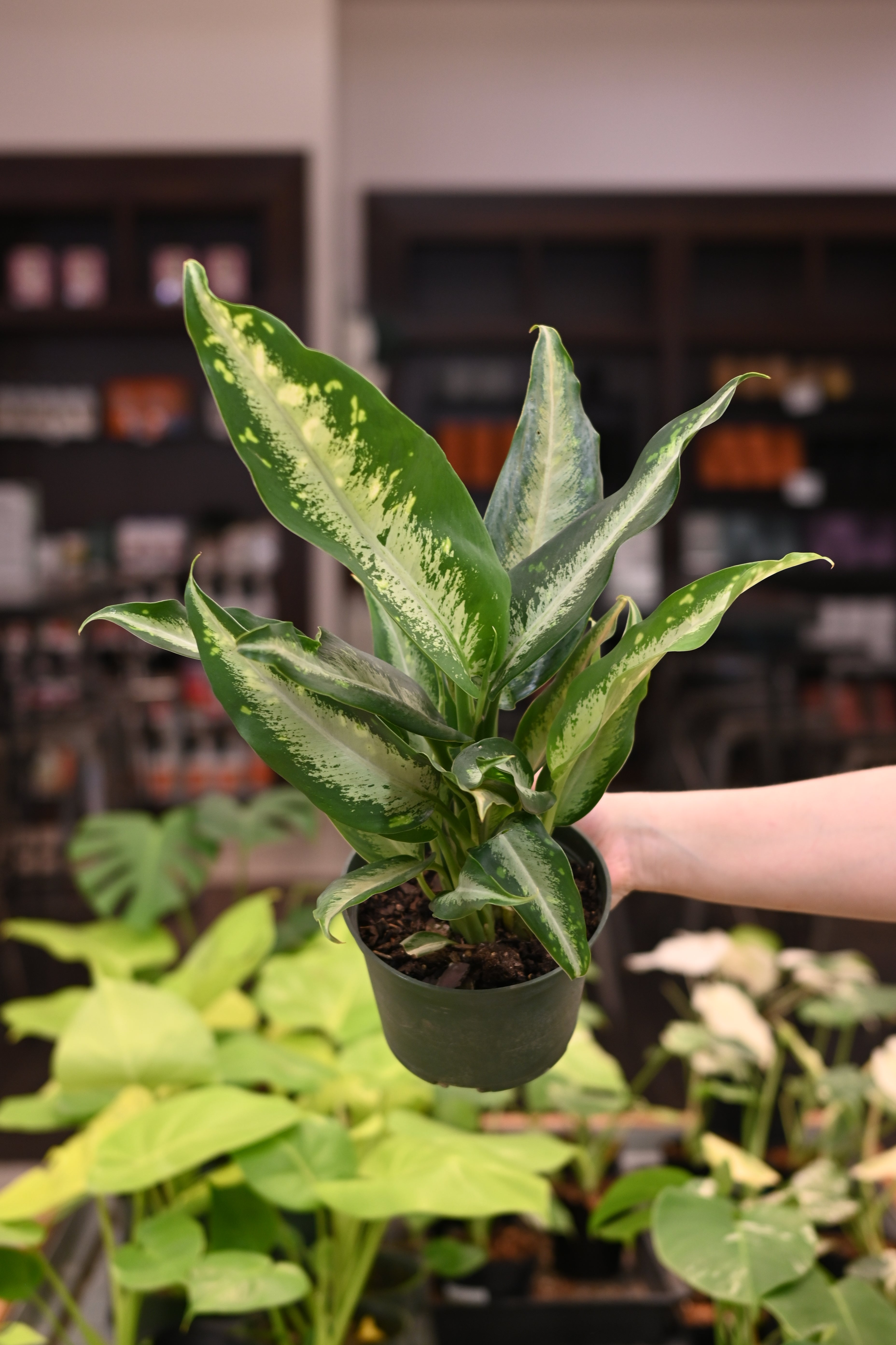 Dieffenbachia Panther – Lost in the Forrest