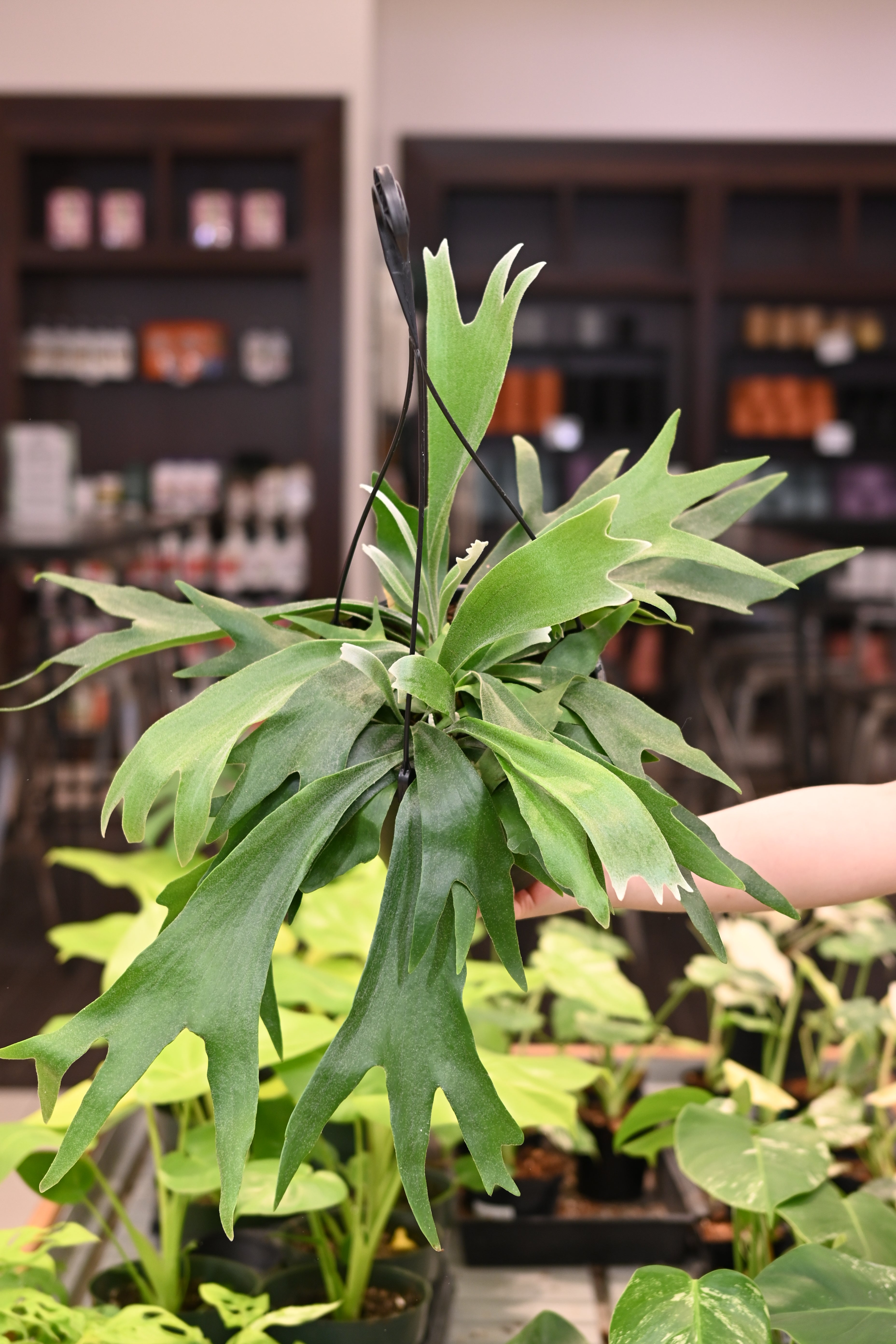 Staghorn &