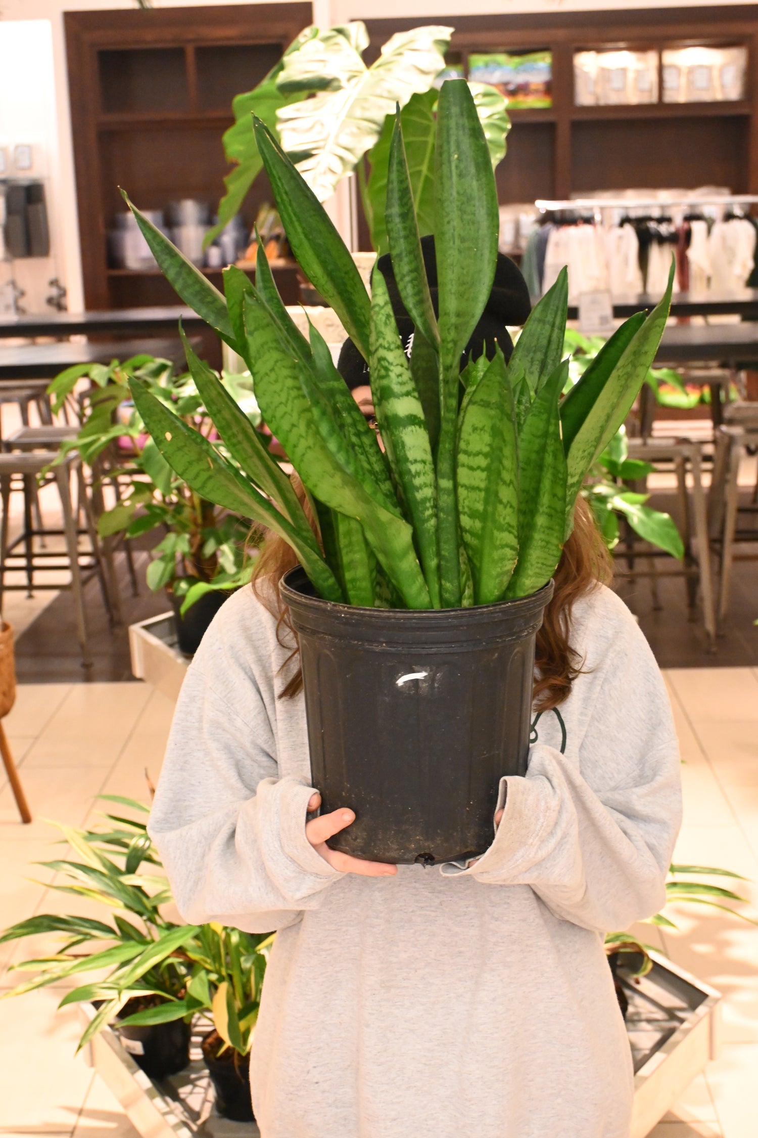 sansevieria coral black Sansevieria Black Coral – Lost in the Forrest