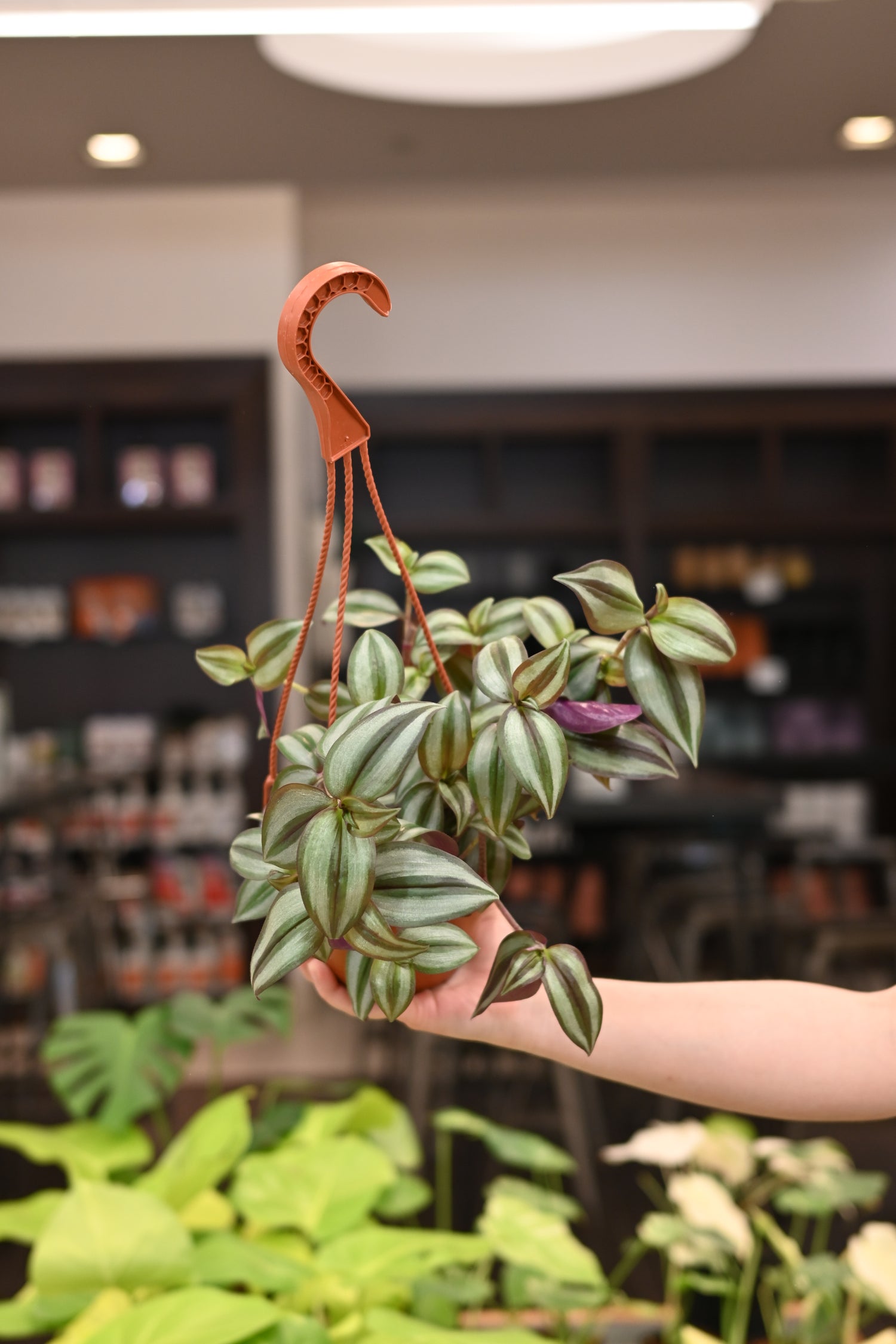 Tradescantia Zebrina