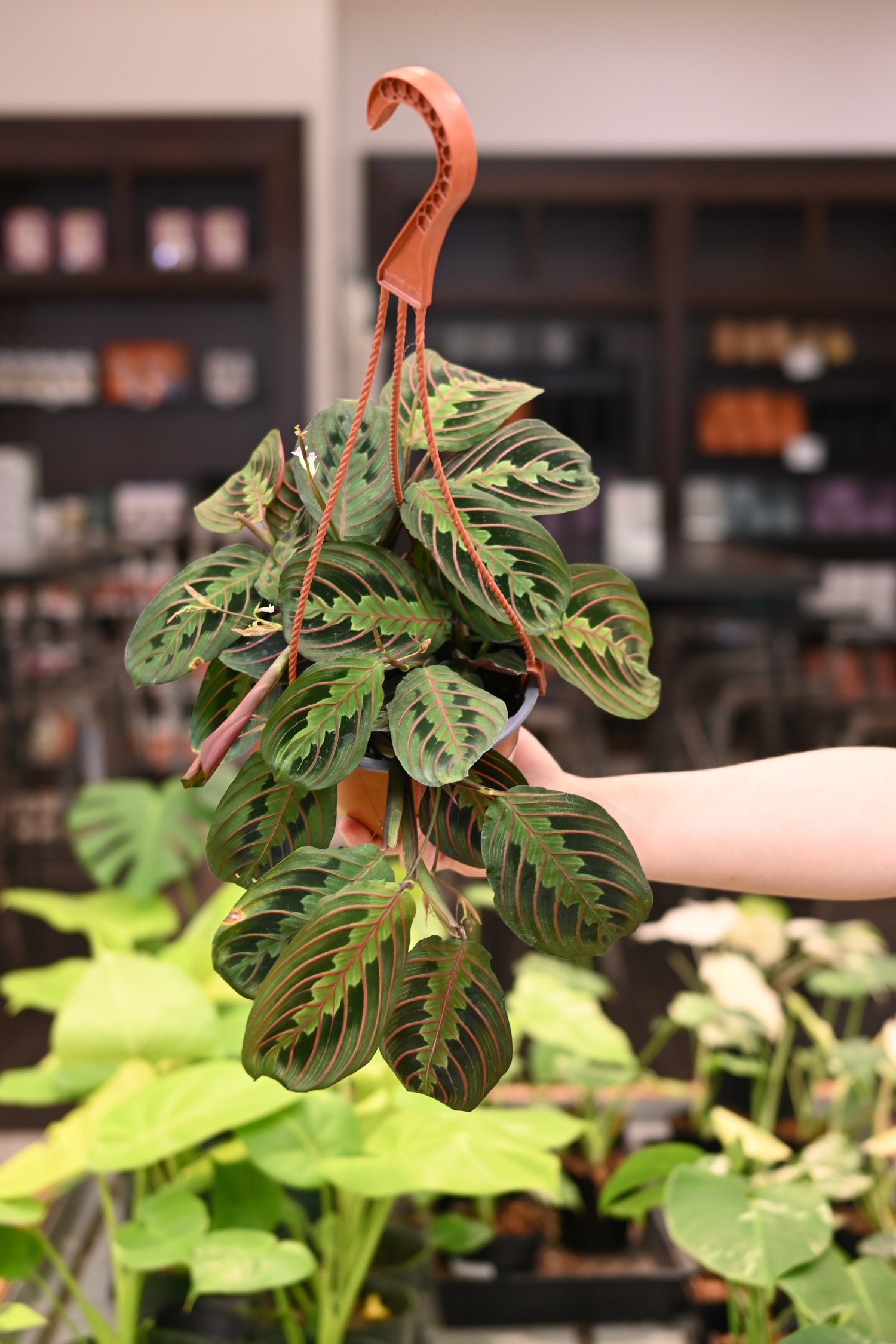 Maranta Red
