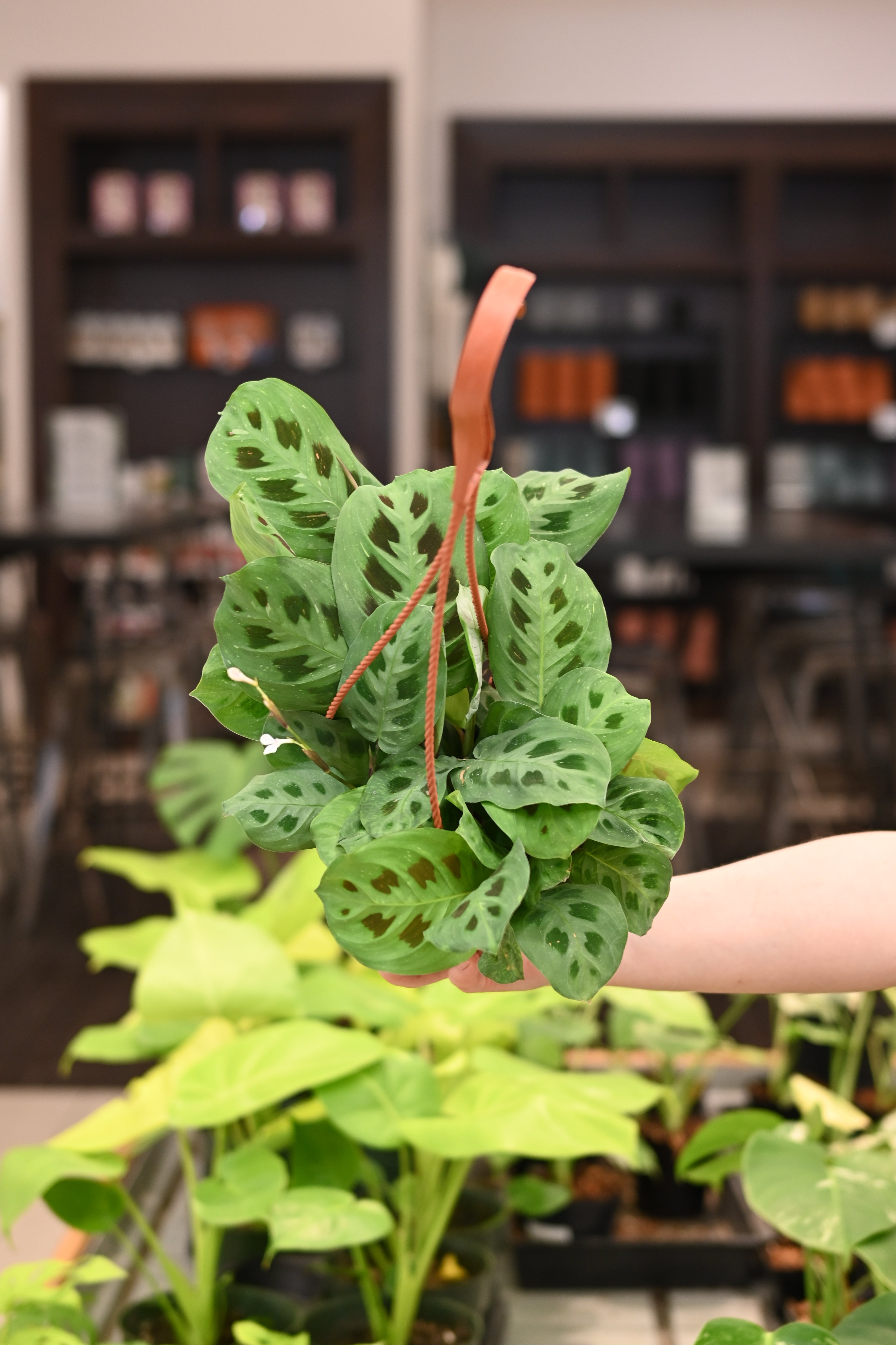Maranta Green