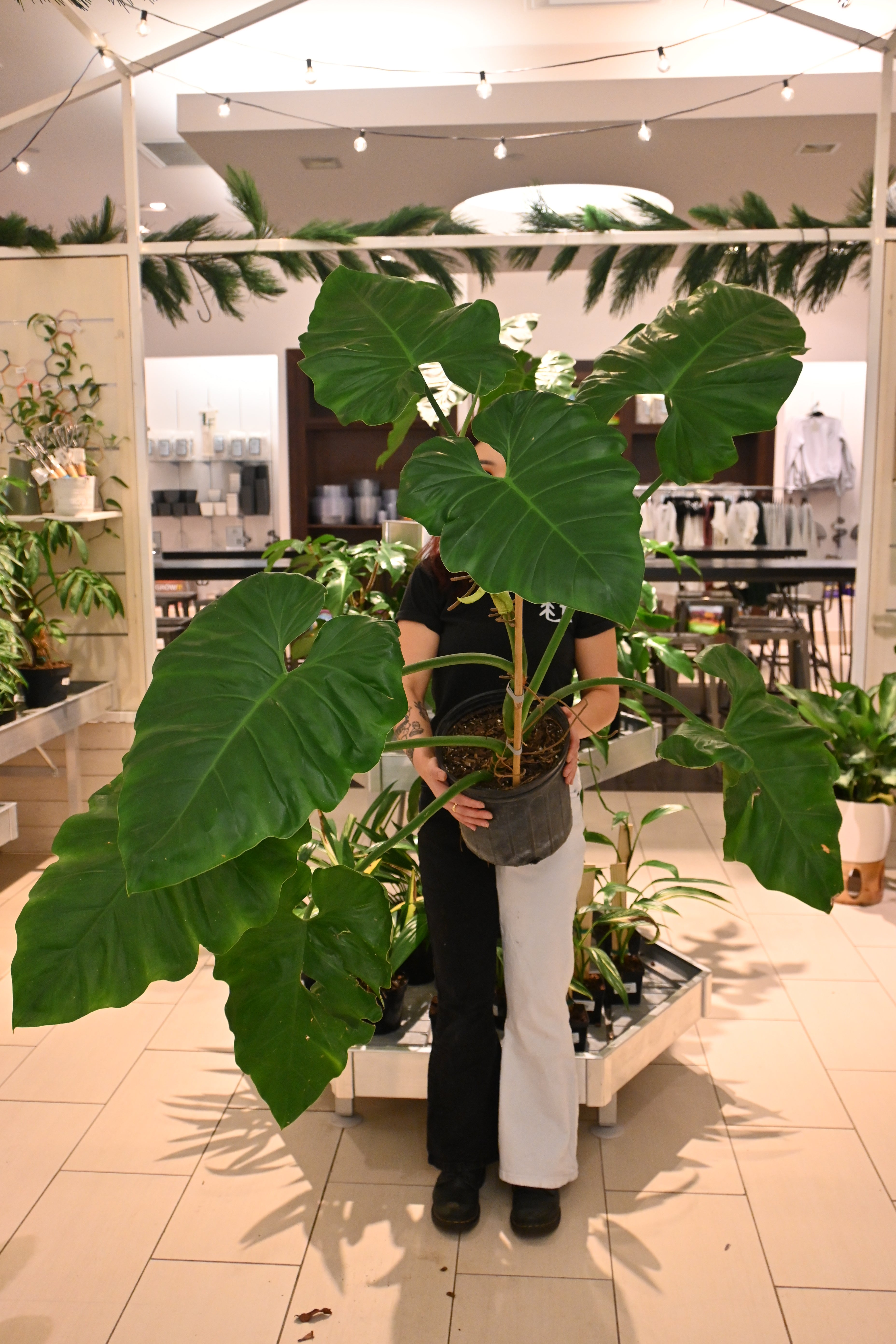 Philodendron Wilsoni *No Shipping*