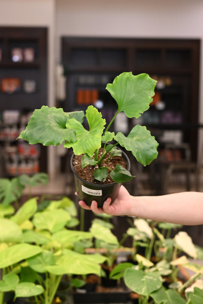 baby hope philodendron Philodendron Hope 6"