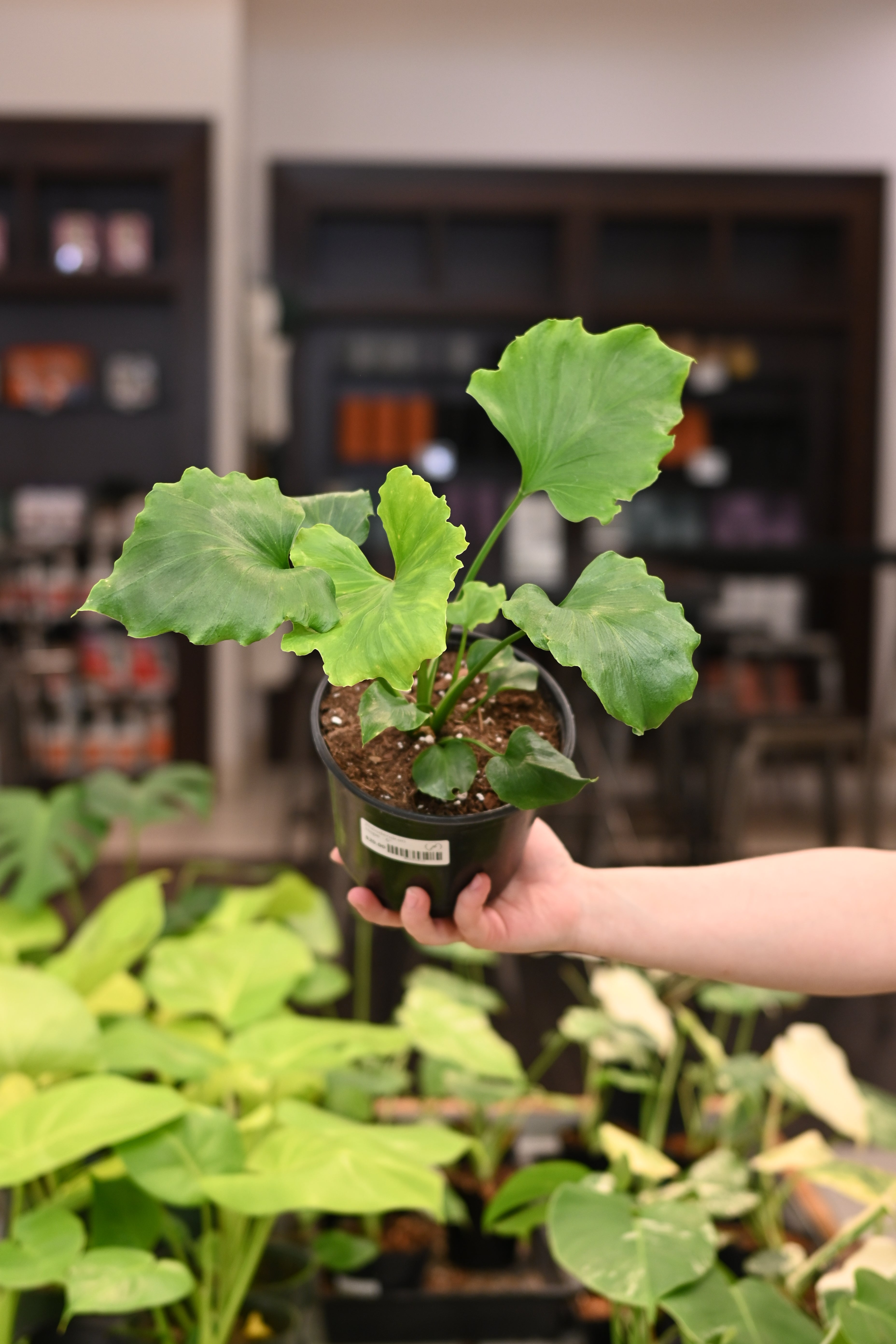 Philodendron Hope
