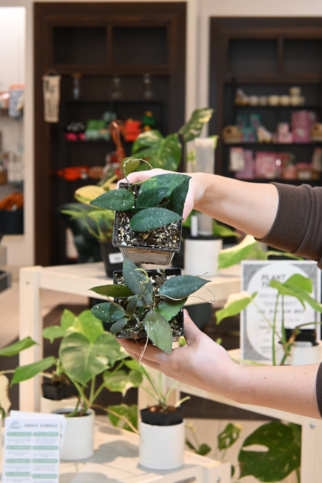 Hoya Caudata Sumatra