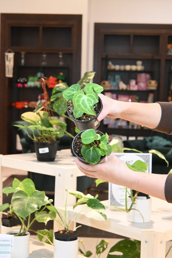 Anthurium Clarinervium
