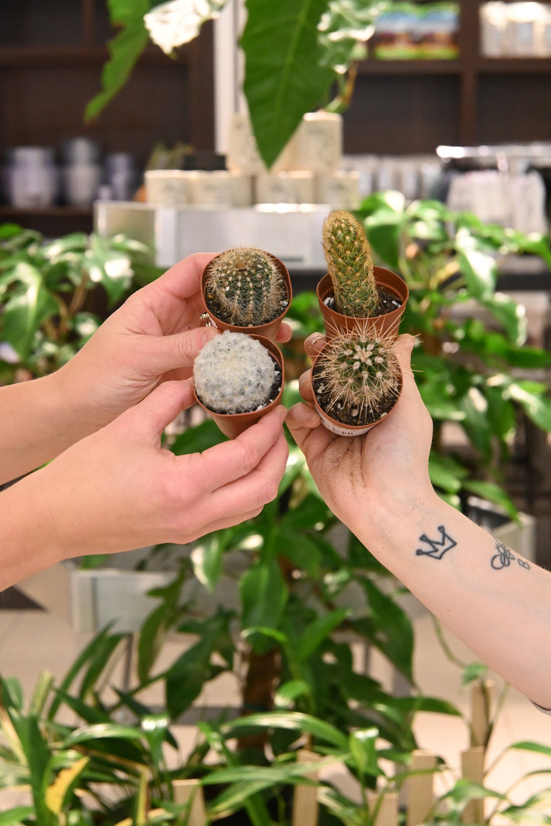 Assorted Cactus