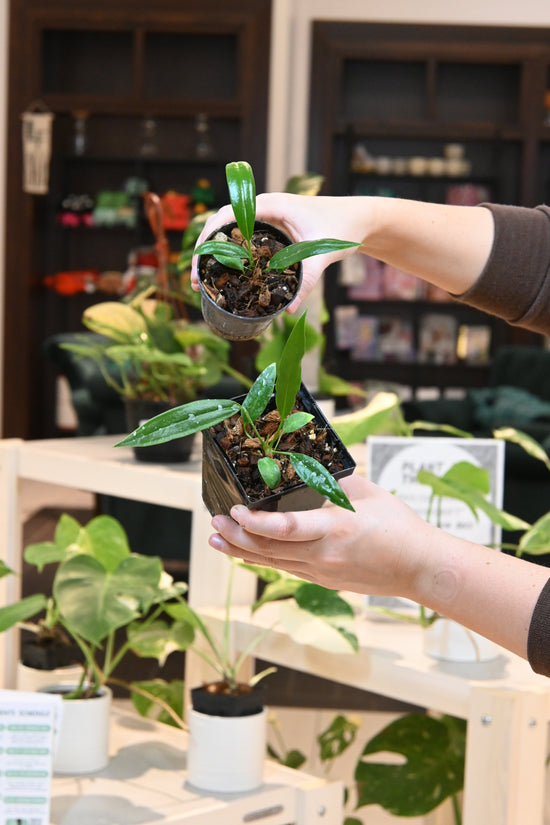 Anthurium Bakeri