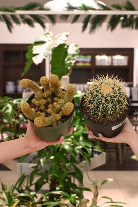 Assorted Cactus