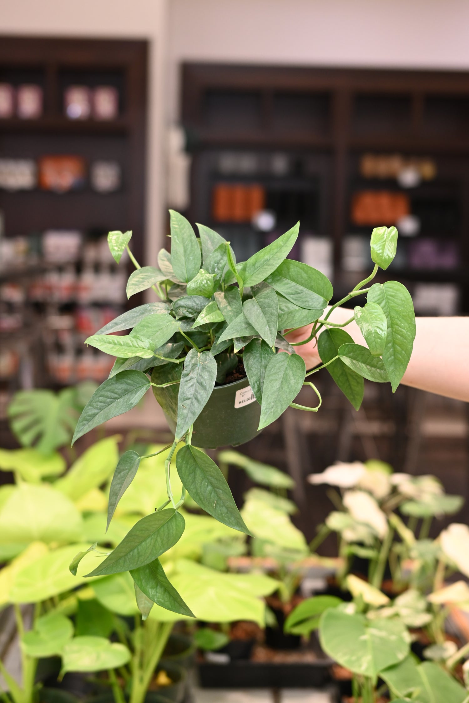 Cebu Blue Pothos